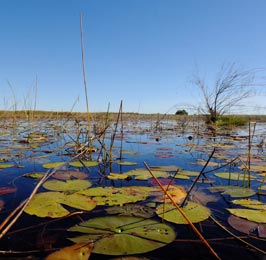 Rustic Botswana Explorer