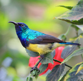 The Great Kenya  Bird Watching Safari