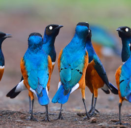 The Rift Valley Lakes Bird Watching Safari