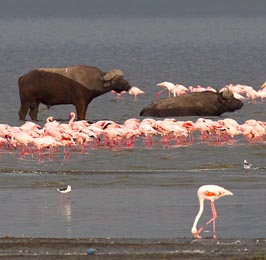 Lake Nakuru Day Tour