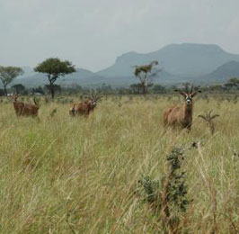 The Roan Antelope Safari