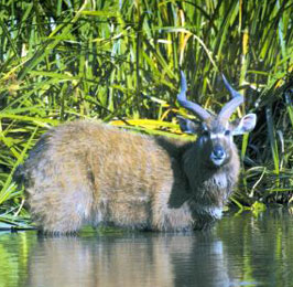 The Sitatunga Safari