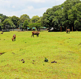 The Cradle of Mankind Safari