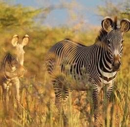 The Rare Five Northern Kenya Safari