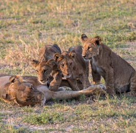 Victoria Falls & Beautiful Botswana Safari