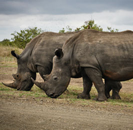 Wildlife and Beach Explorer Safari