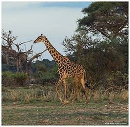 Amboseli, Tsavo and Diani