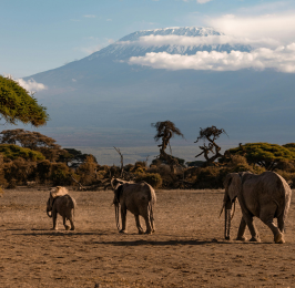 12 Days 11 Nights Classic Kenya to Tanzania Safari