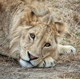 Luxury Tanzania Safari