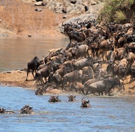 10 Days 9 Nights Kenya Migration Safari