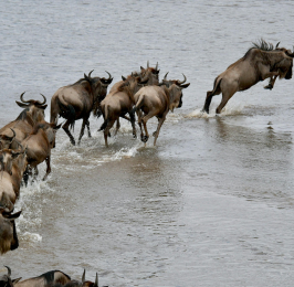 14 Days  13 Nights Kenya to Tanzania Grand Migration Safari