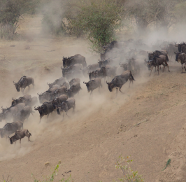 4 Days Kenya Migration Safari