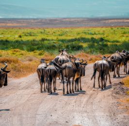 6 Days Kenya Migration Safari