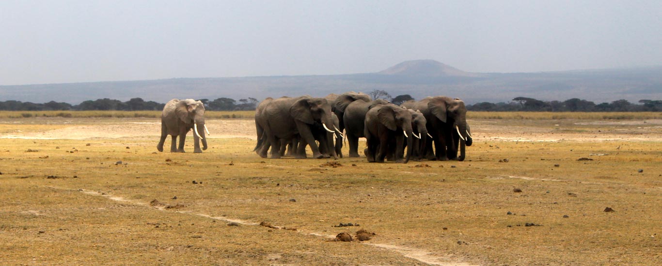 Amboseli National Park Flying Package