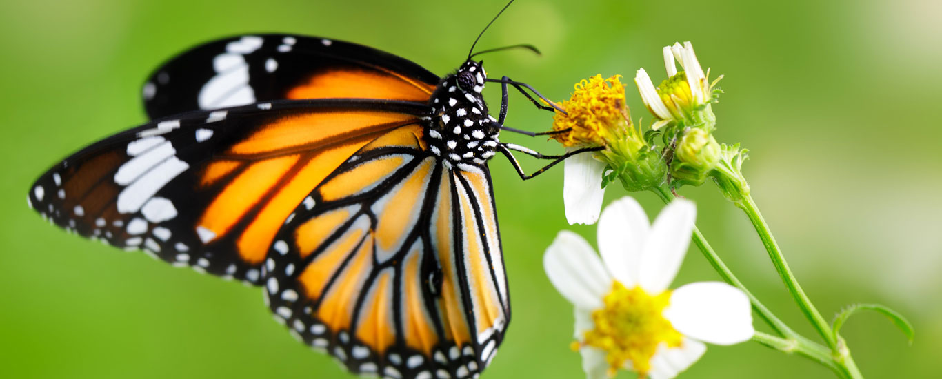 Butterfly & Bird Watching Safari