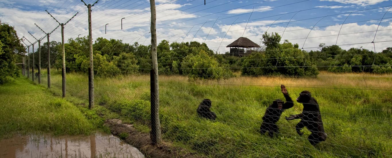 Chimpanzee Sanctuary Tour