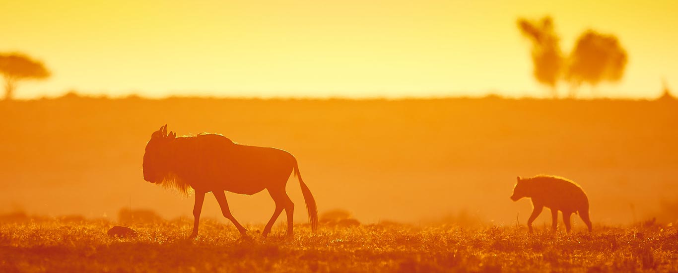 Explore Mara/Serengeti Safari