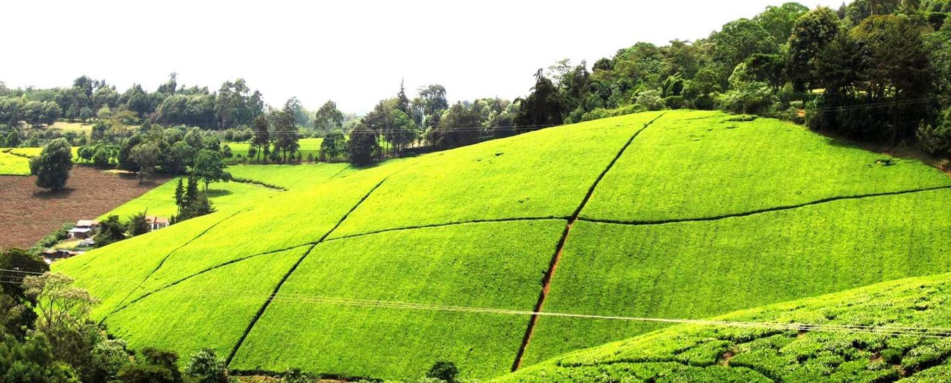 Kiambethu Tea Farm