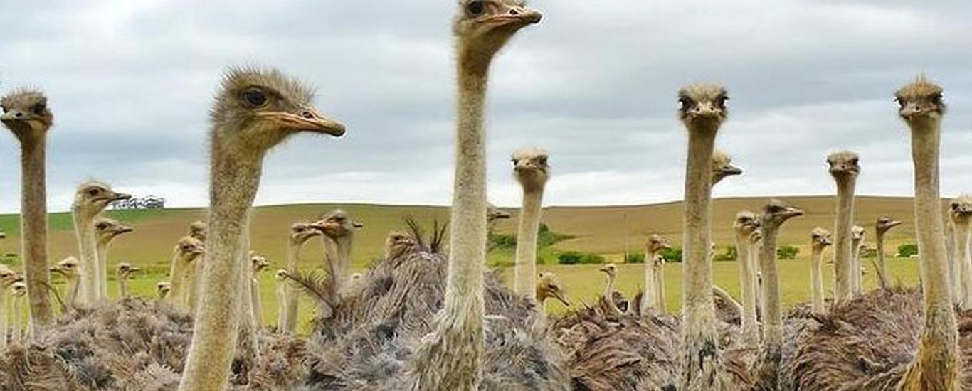 Maasai Ostrich Farm Tour