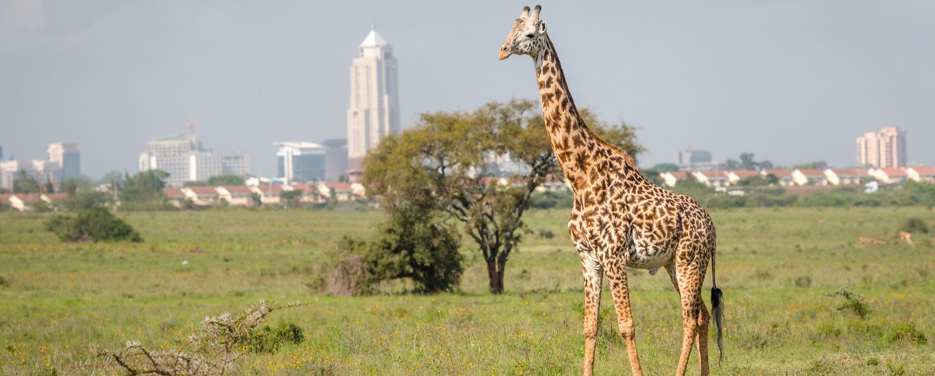 Nairobi & Maasai Mara Safari