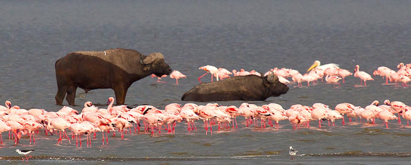 Lake Nakuru Day Tour