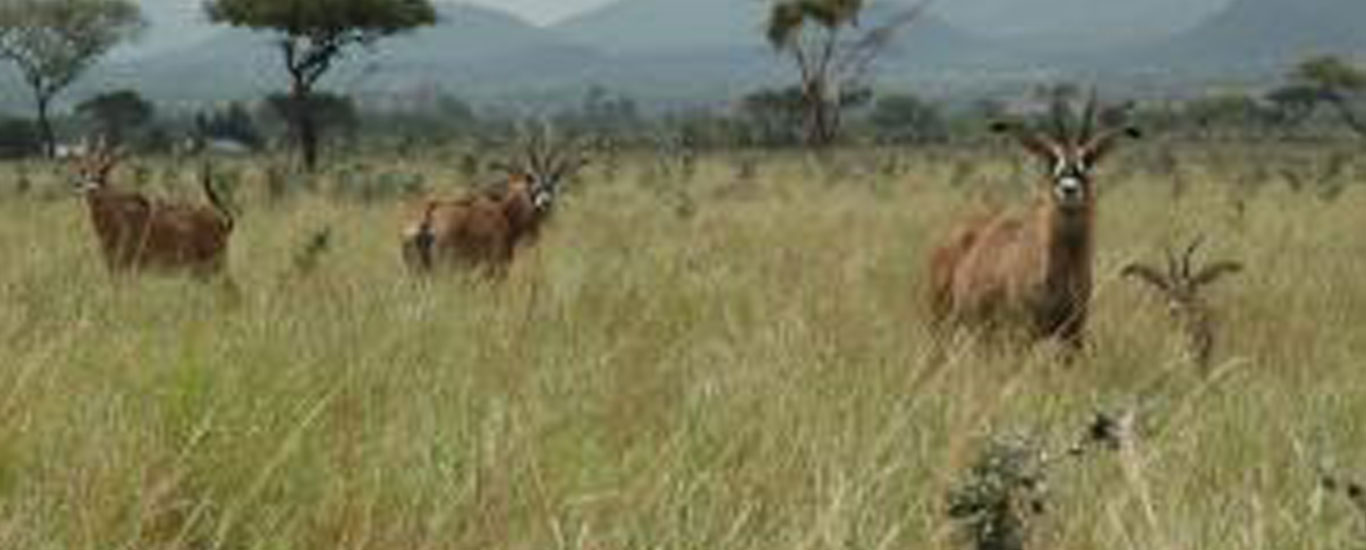 The Roan Antelope Safari