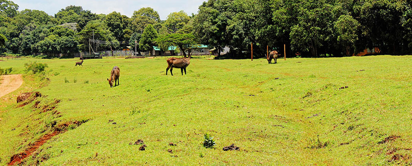 The Cradle of Mankind Safari