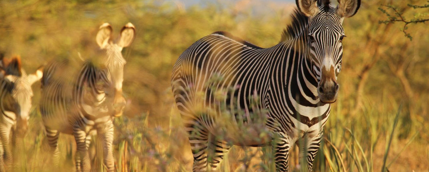 The Rare Five Northern Kenya Safari