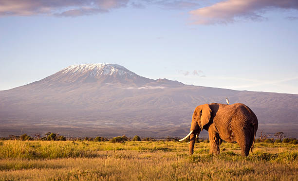 Amboseli and Naivasha Safari