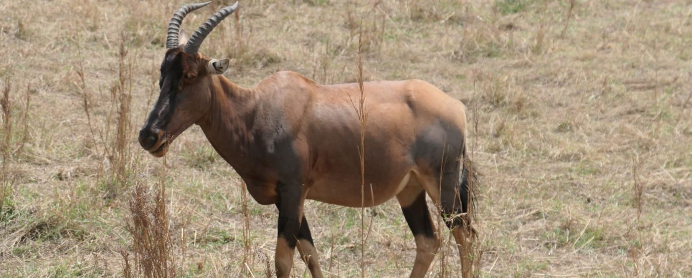 3 Day Mara Safari