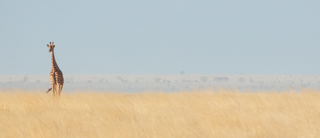 Amboseli, Tsavo and Diani