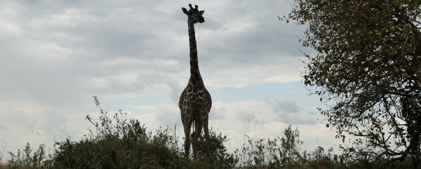 Magical Kenya Safari