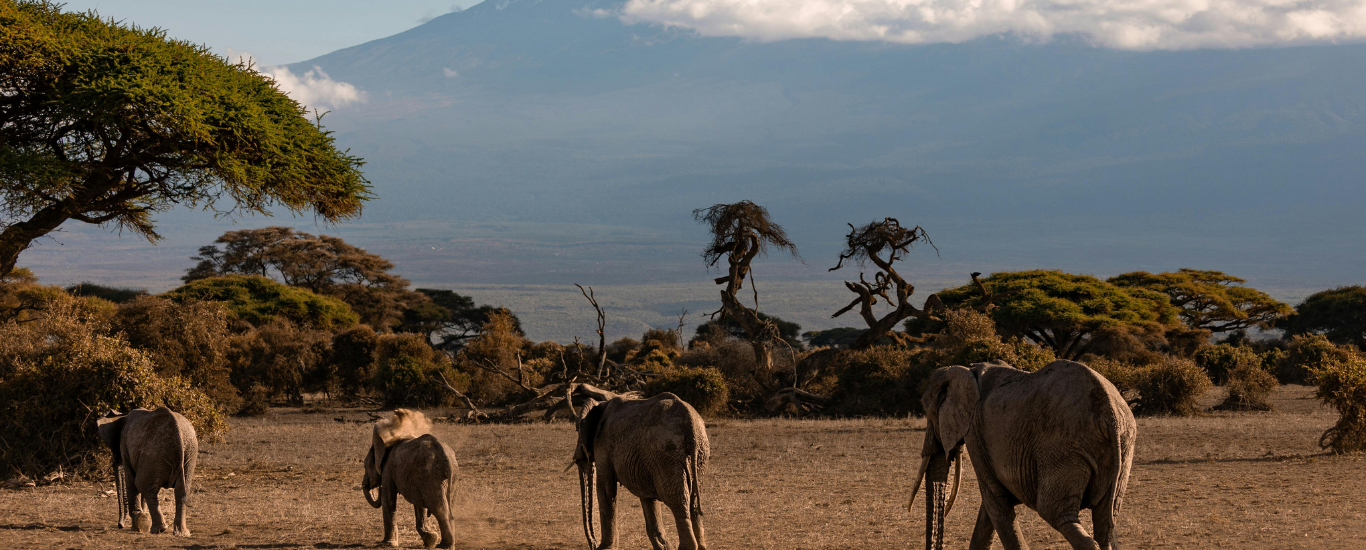 12 Days 11 Nights Classic Kenya to Tanzania Safari