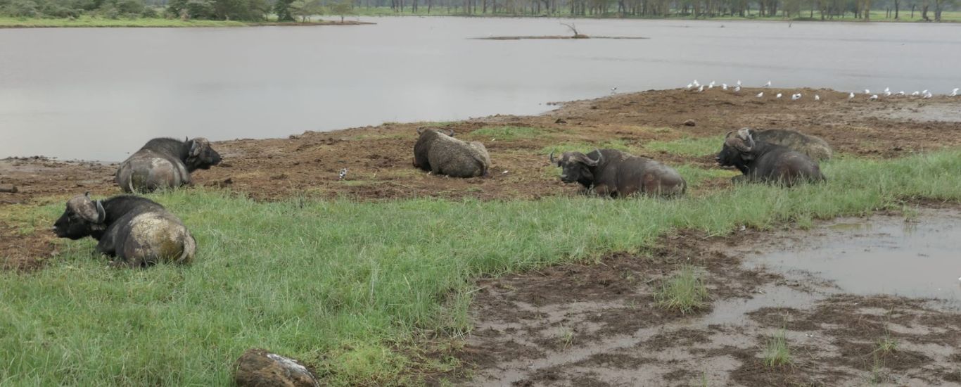Amboseli & Lake Naivasha Safari