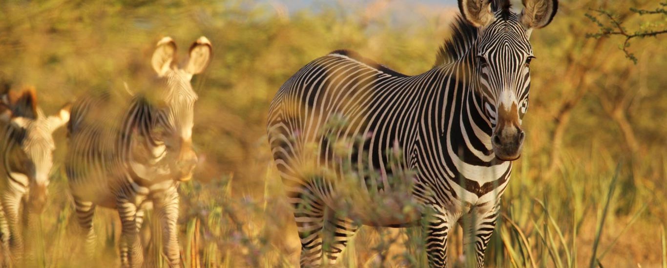 Lewa Downs Flying Safari