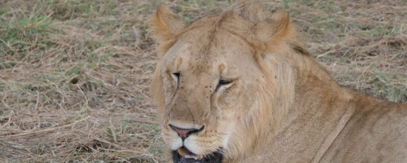 Out of Africa Safari