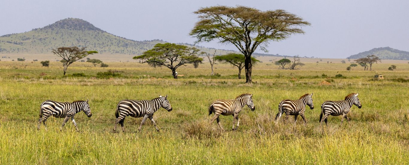 Luxury Tanzania Safari