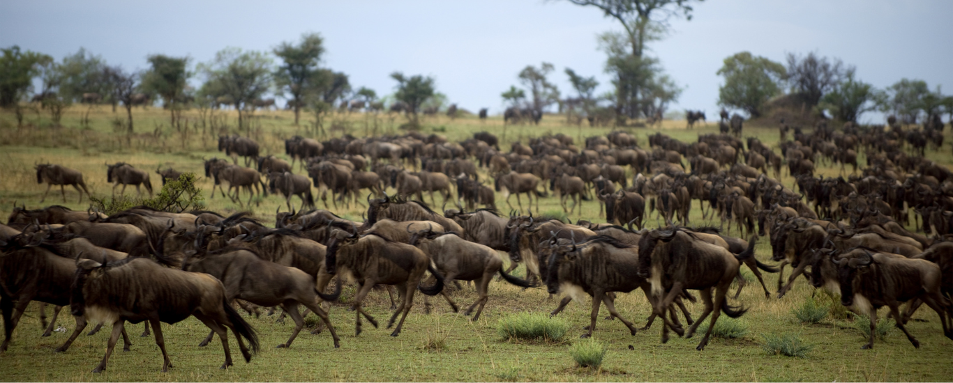 10 Days 9 Nights Kenya Migration Safari