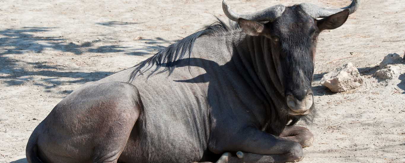 14 Days  13 Nights Kenya to Tanzania Grand Migration Safari