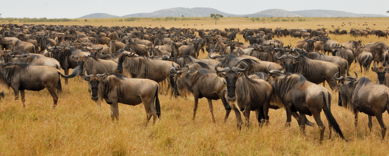 4 Days Kenya Migration Safari